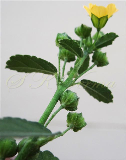  Flowering twig